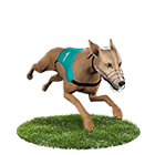 線上捕魚機娛樂城白金賽狗